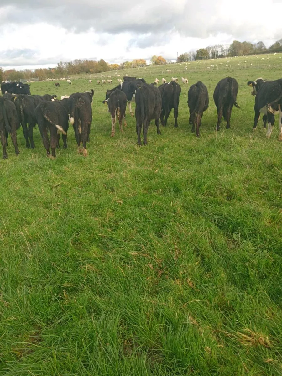 18 smashing angus and hereford bull weanlings - Image 3