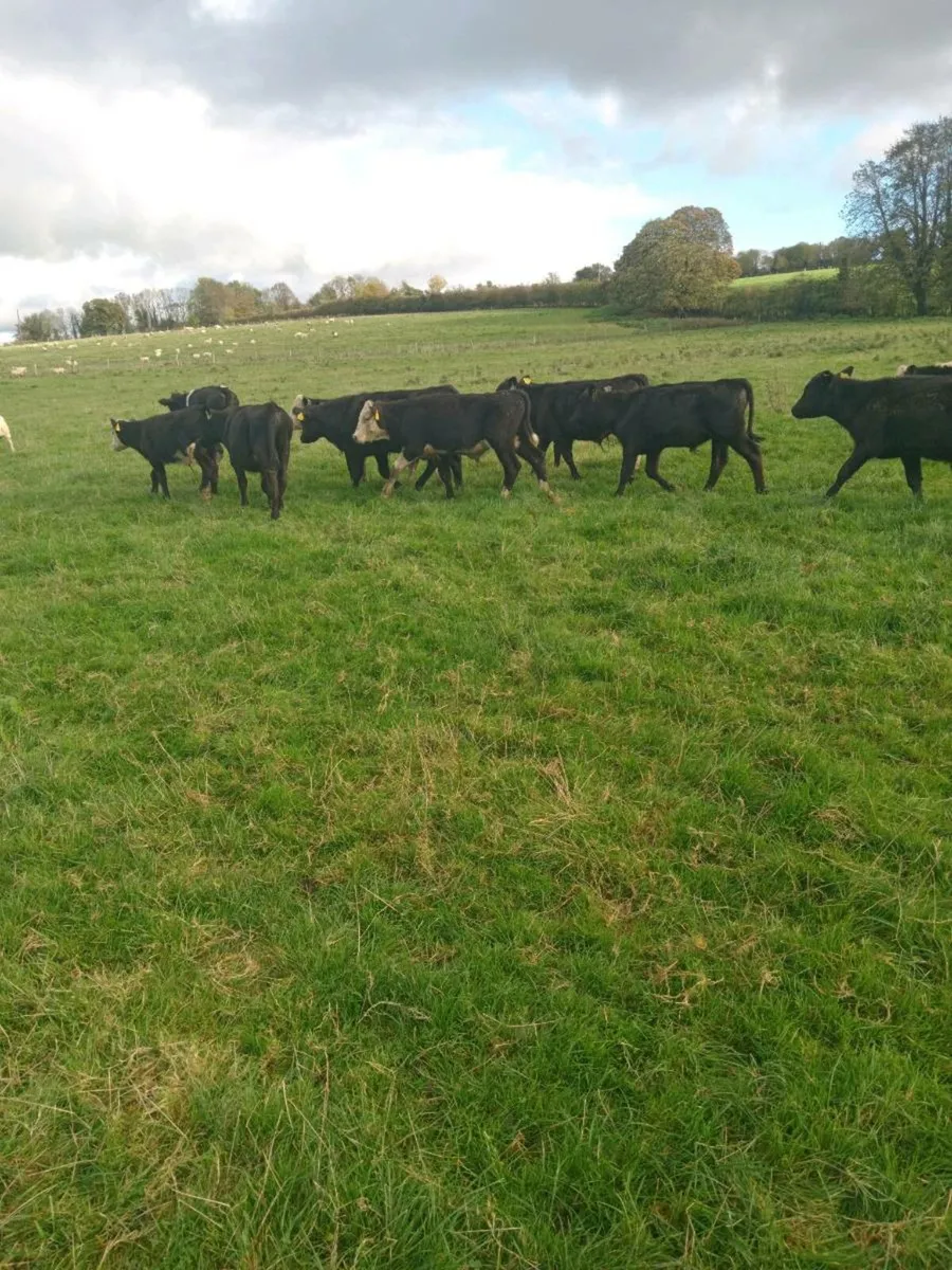 18 smashing angus and hereford bull weanlings - Image 4
