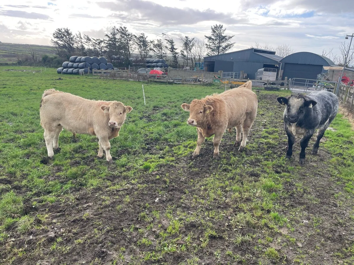 Weanlings Ennis Mart Tuesday 21st Oct - Image 4