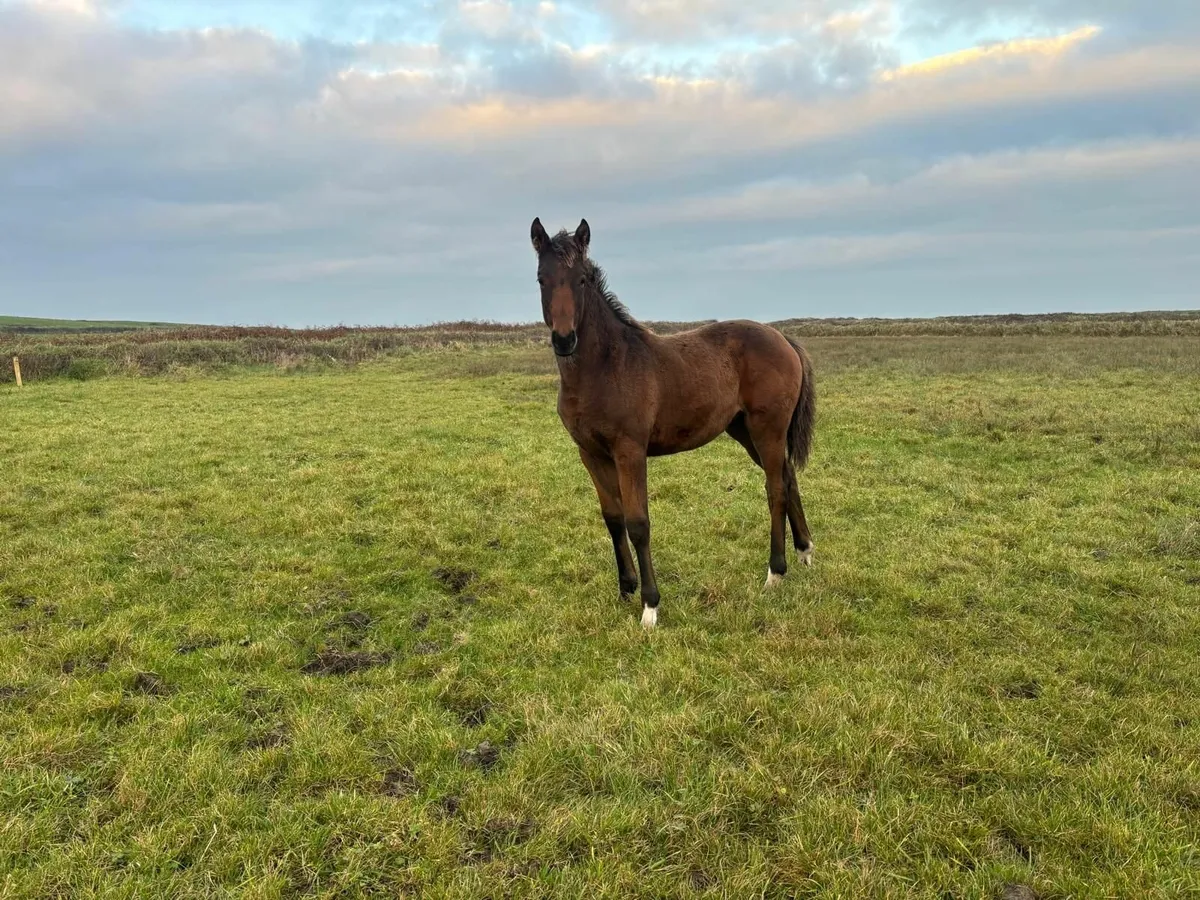 Lagans OBOS X Ascalon Filly Foal - Image 3