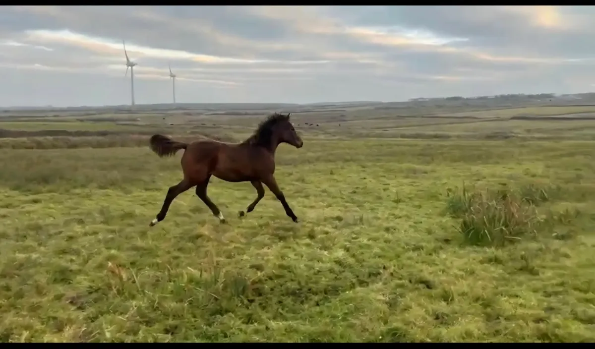 Lagans OBOS X Ascalon Filly Foal - Image 1
