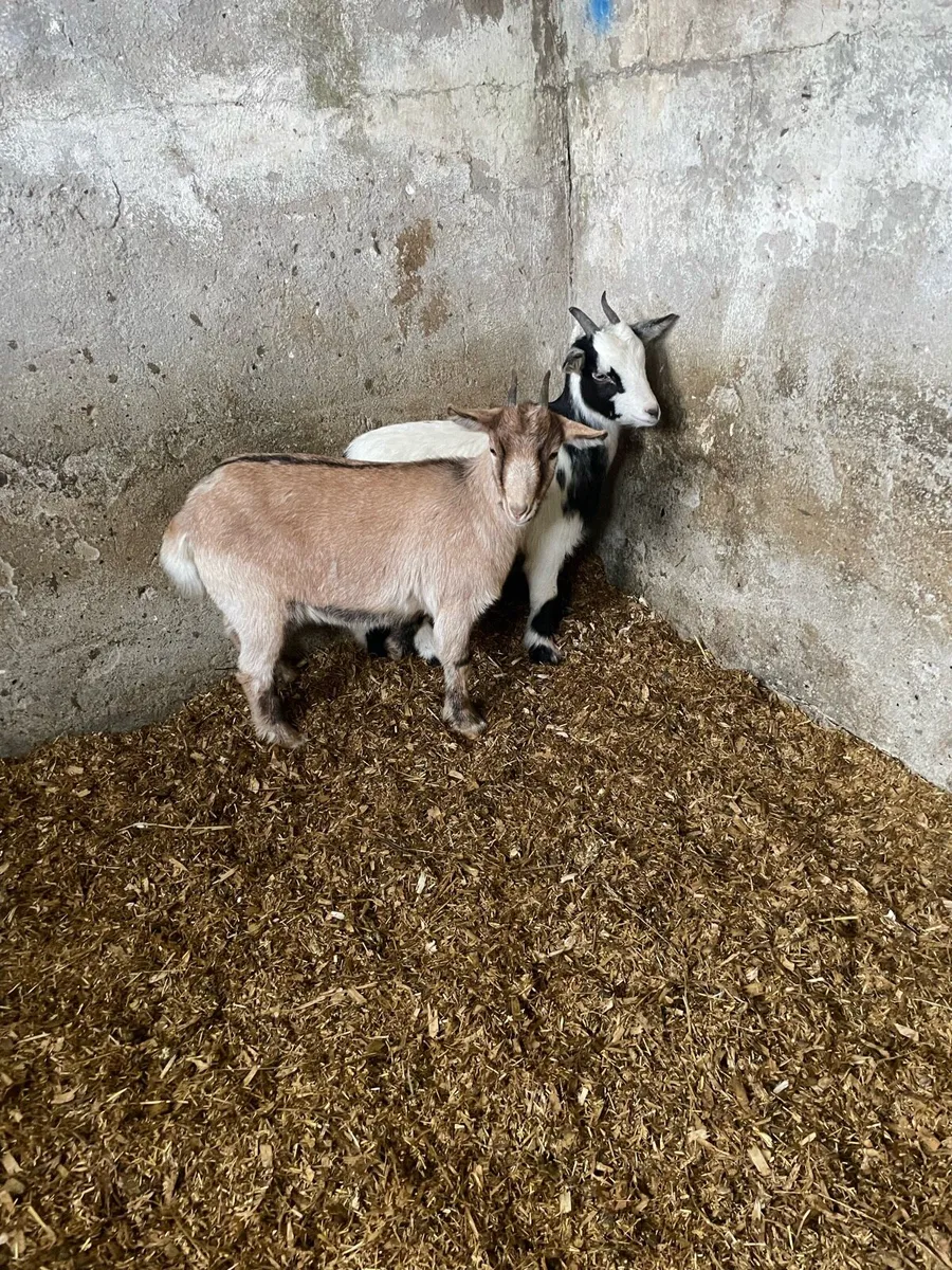 Goats - Image 1