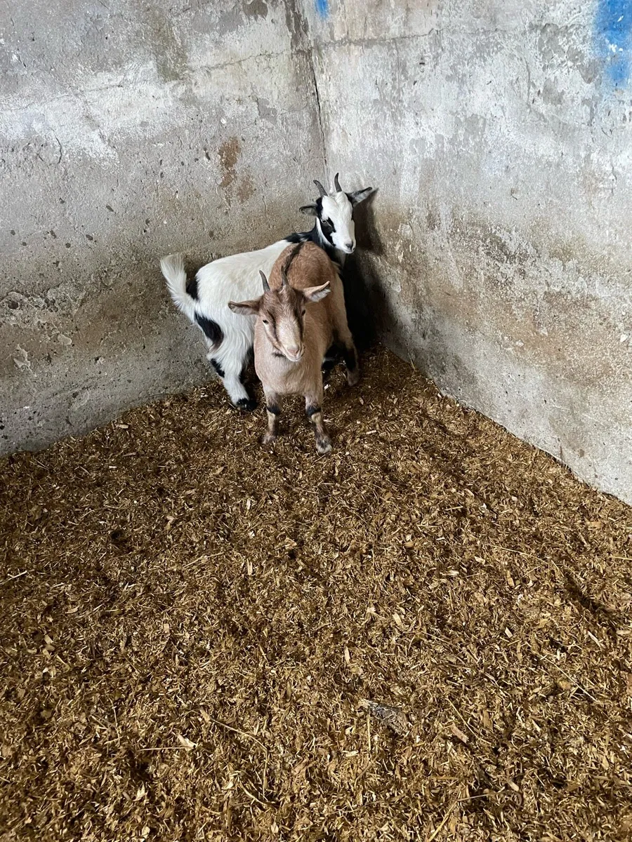 Goats - Image 2