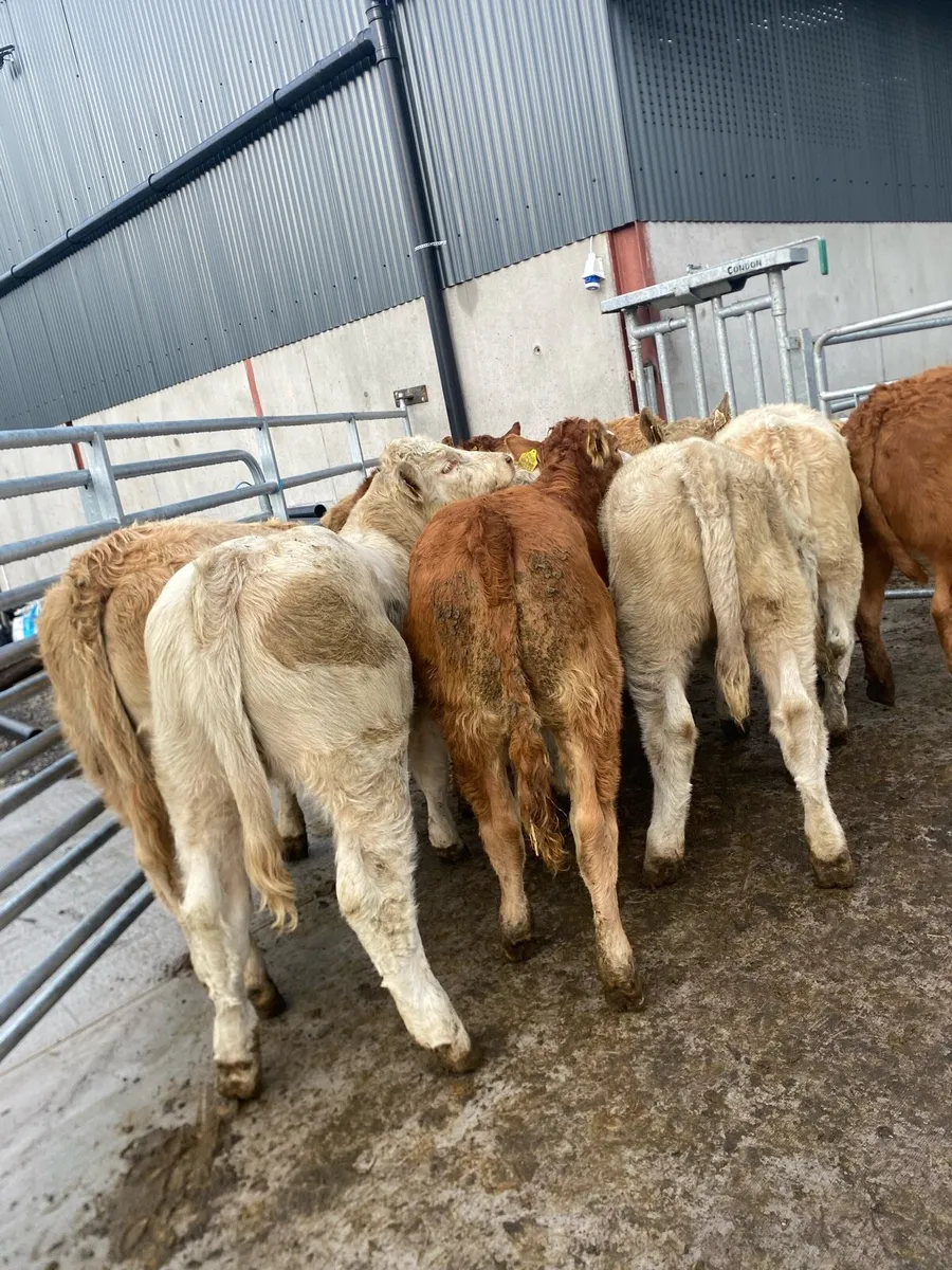 10 super charlaois and limousine heifer weanlings - Image 1