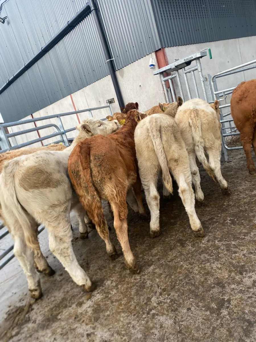 10 super charlaois and limousine heifer weanlings - Image 2