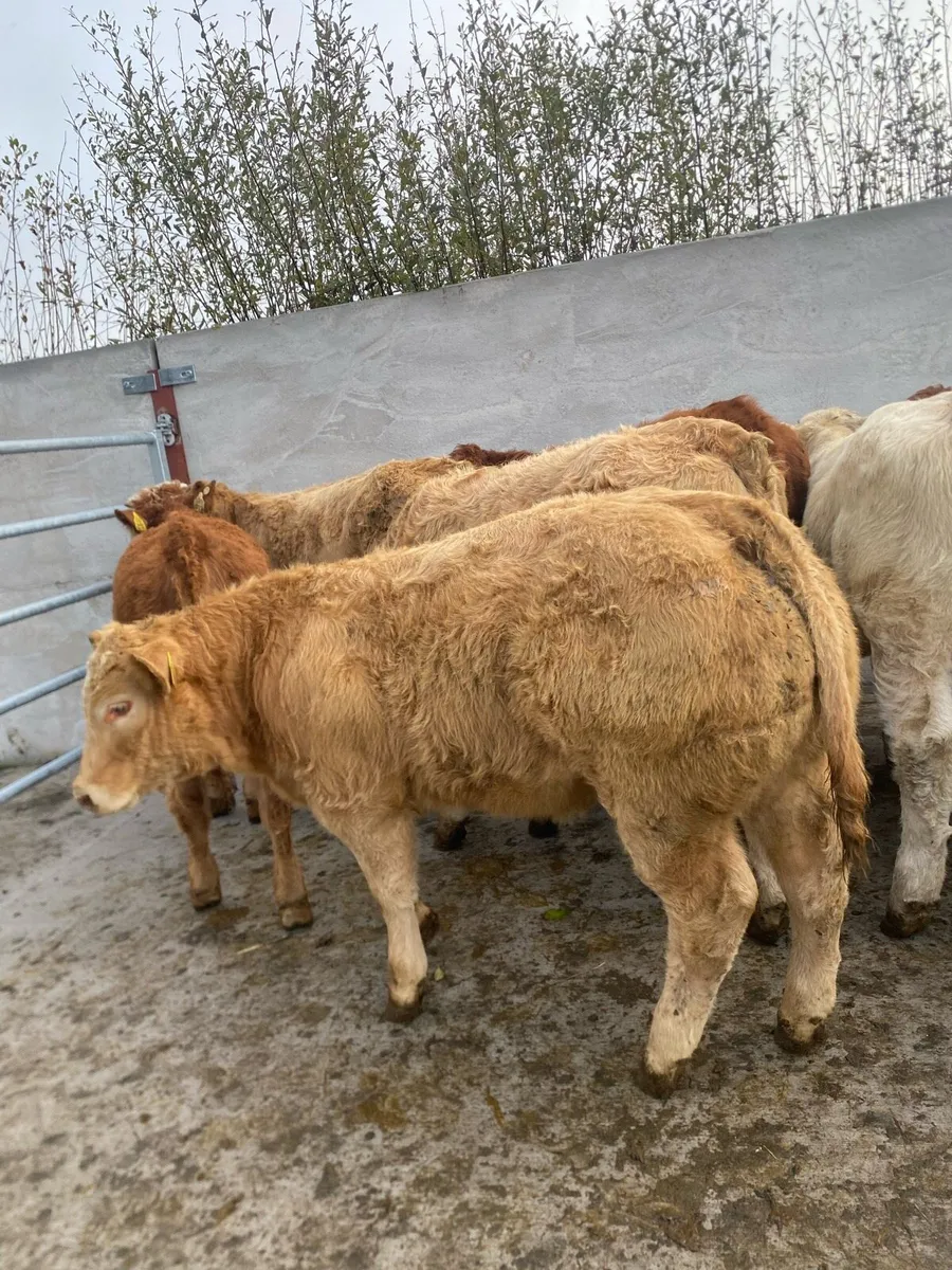 10 super charlaois and limousine heifer weanlings - Image 3