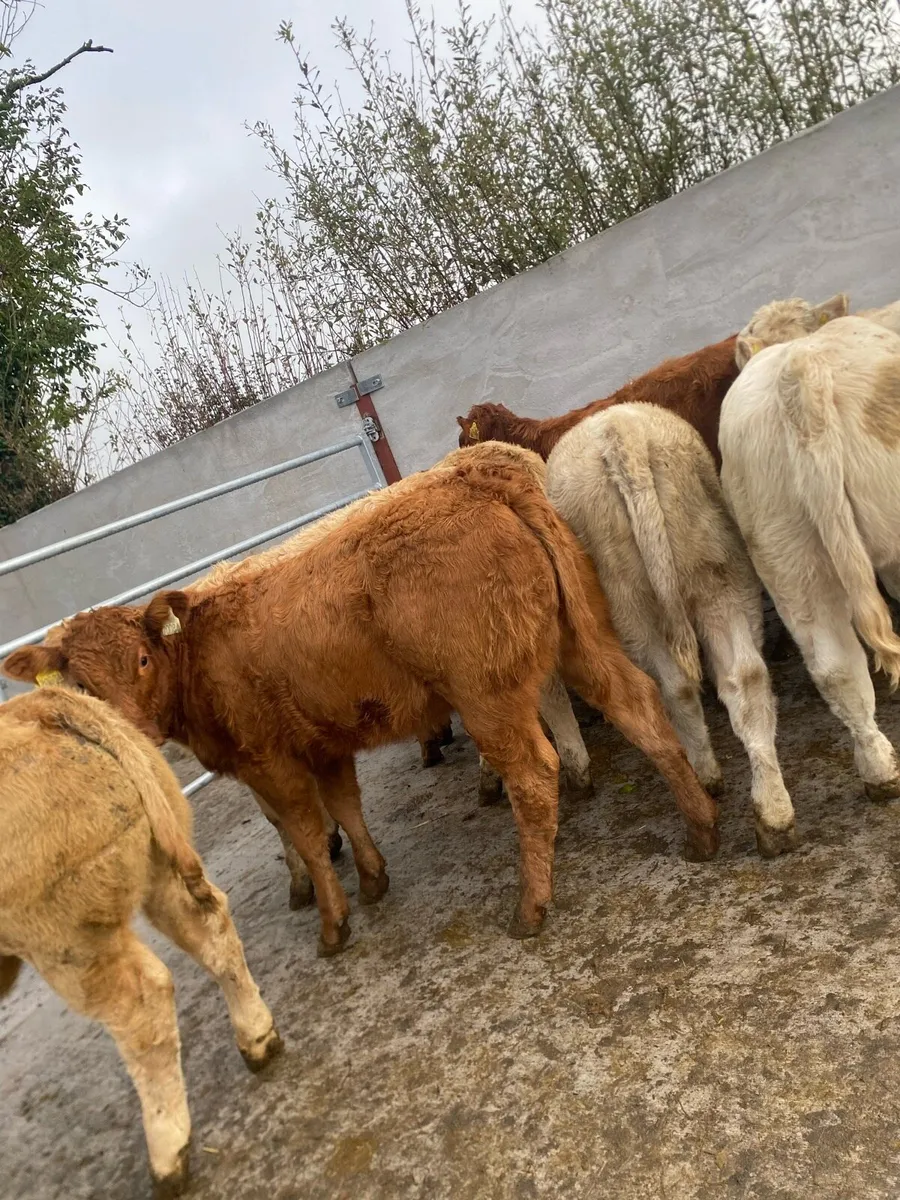 10 super charlaois and limousine heifer weanlings - Image 4