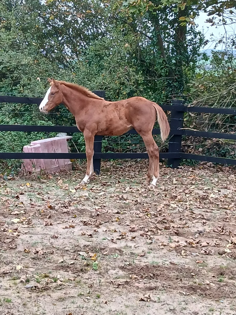 Colt Foal