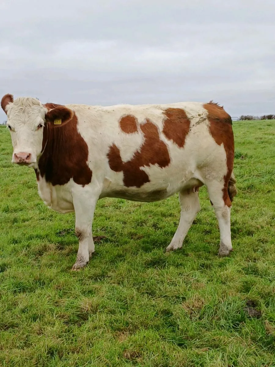 In-Calf Heifers DRUMSHANBO MART - 24th October - Image 1