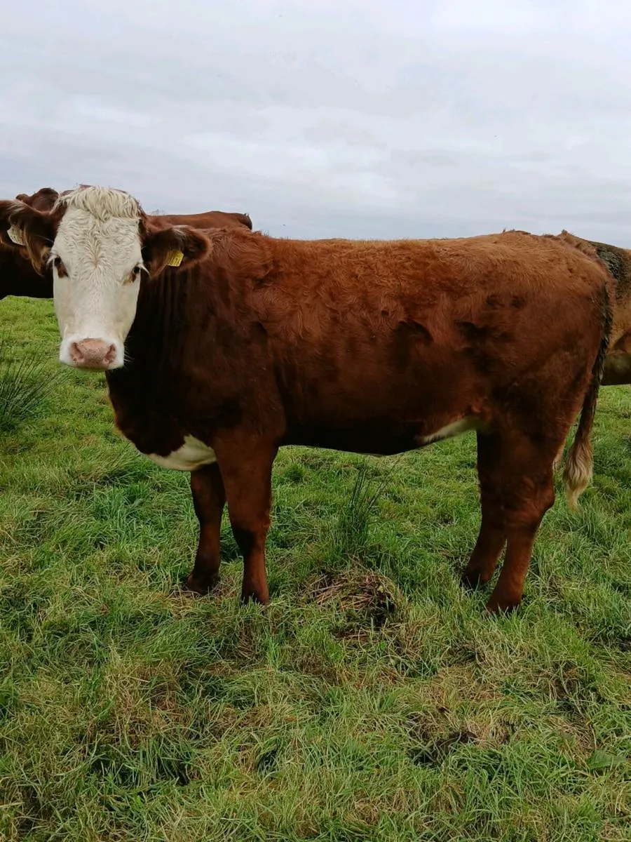In-Calf Heifers DRUMSHANBO MART - 24th October - Image 2