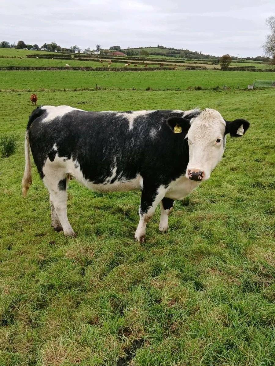 In-Calf Heifers DRUMSHANBO MART - 24th October - Image 3