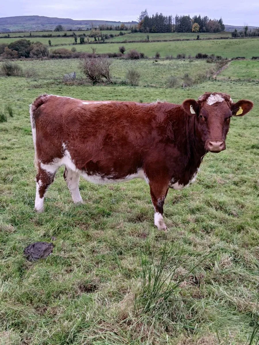 In-Calf Heifers DRUMSHANBO MART - 24th October - Image 4