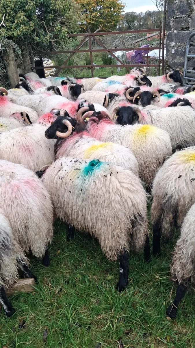 Horned ramb lambs - Image 1