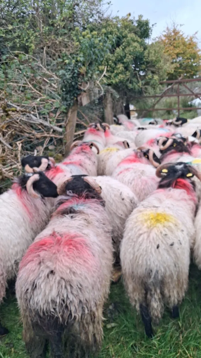 Horned ramb lambs - Image 2