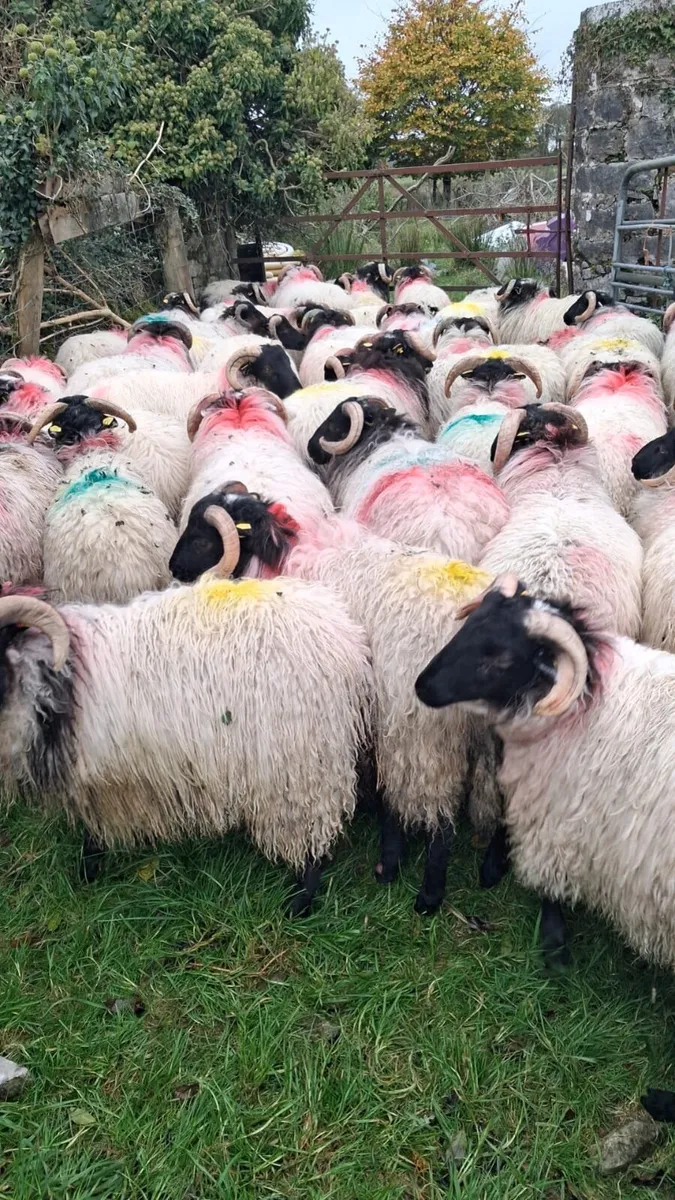 Horned ramb lambs - Image 4