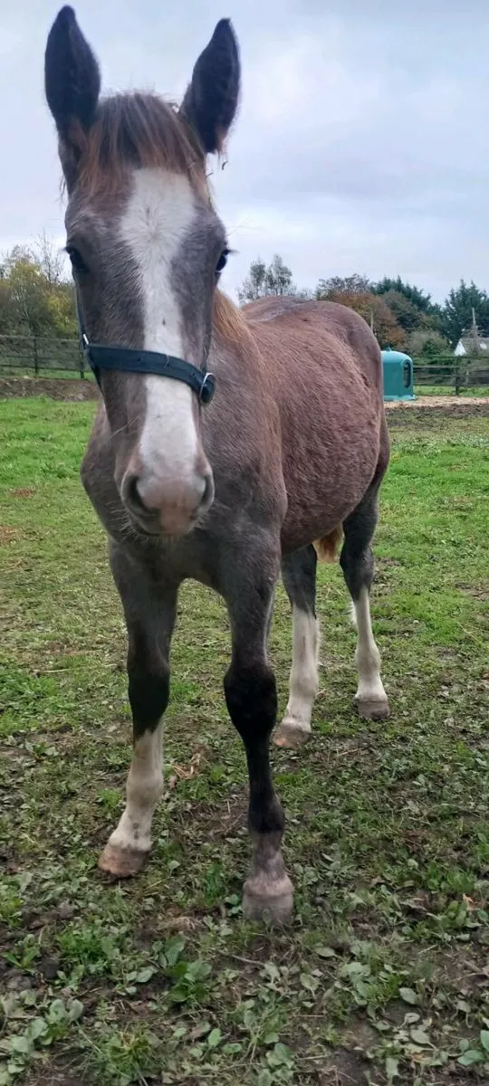 Irish Draught Colt Foal - Image 1