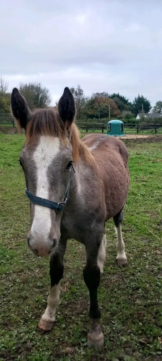Irish Draught Colt Foal - Image 2