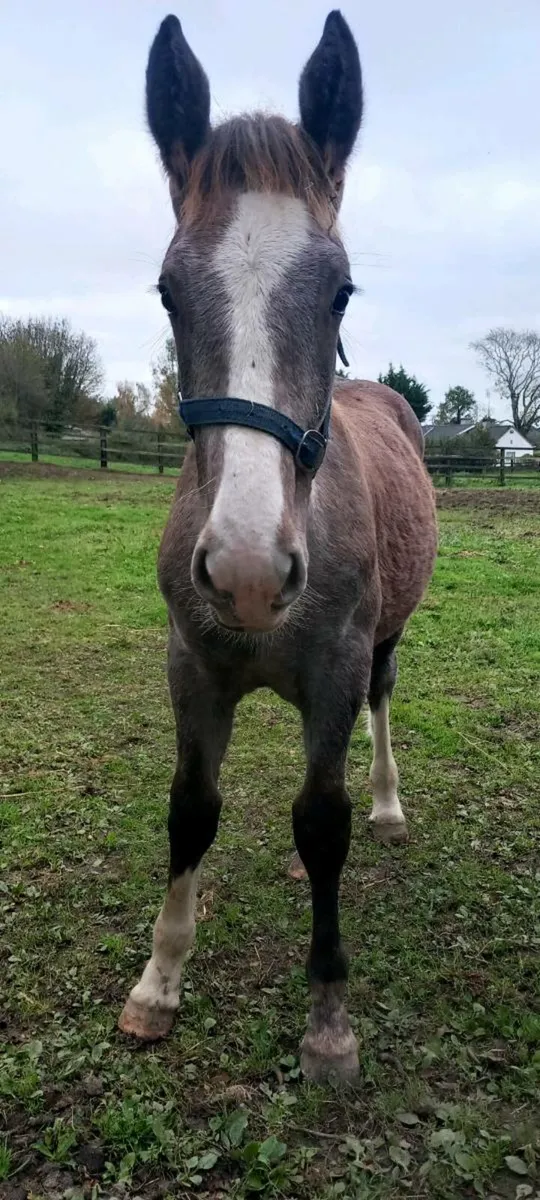 Irish Draught Colt Foal - Image 3