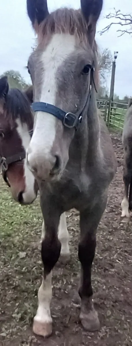 Irish Draught Colt Foal - Image 4