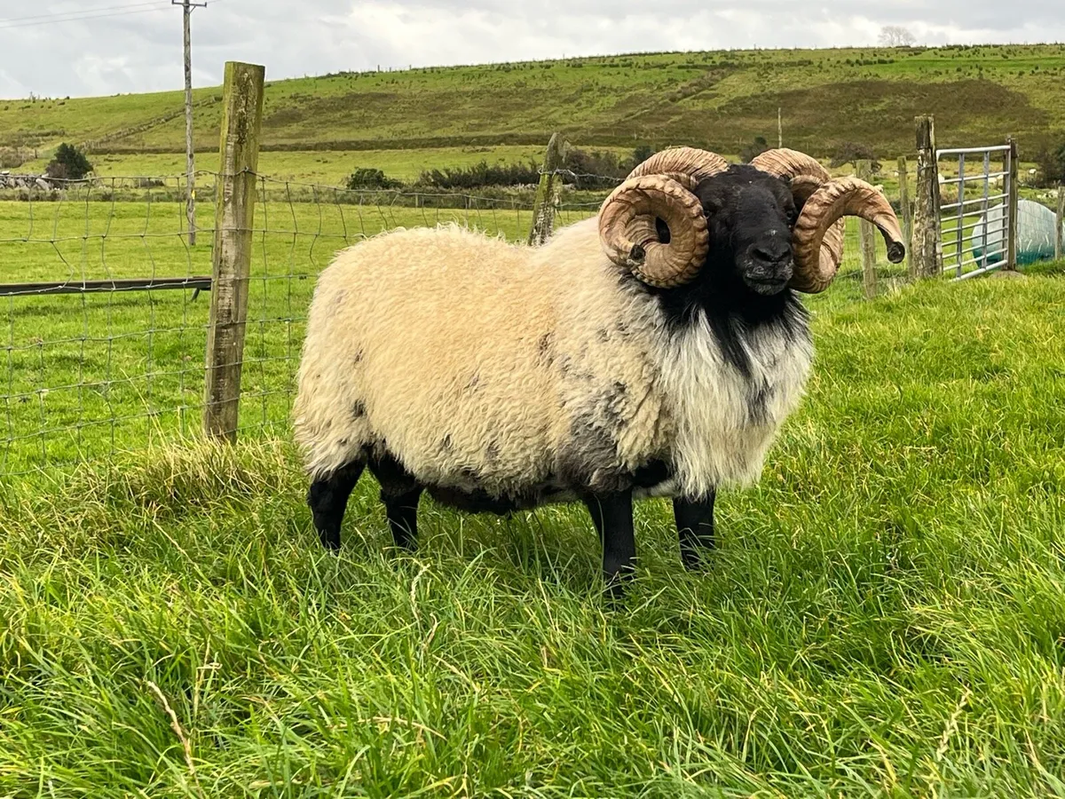Mayo Mountain ram for sale - Image 1