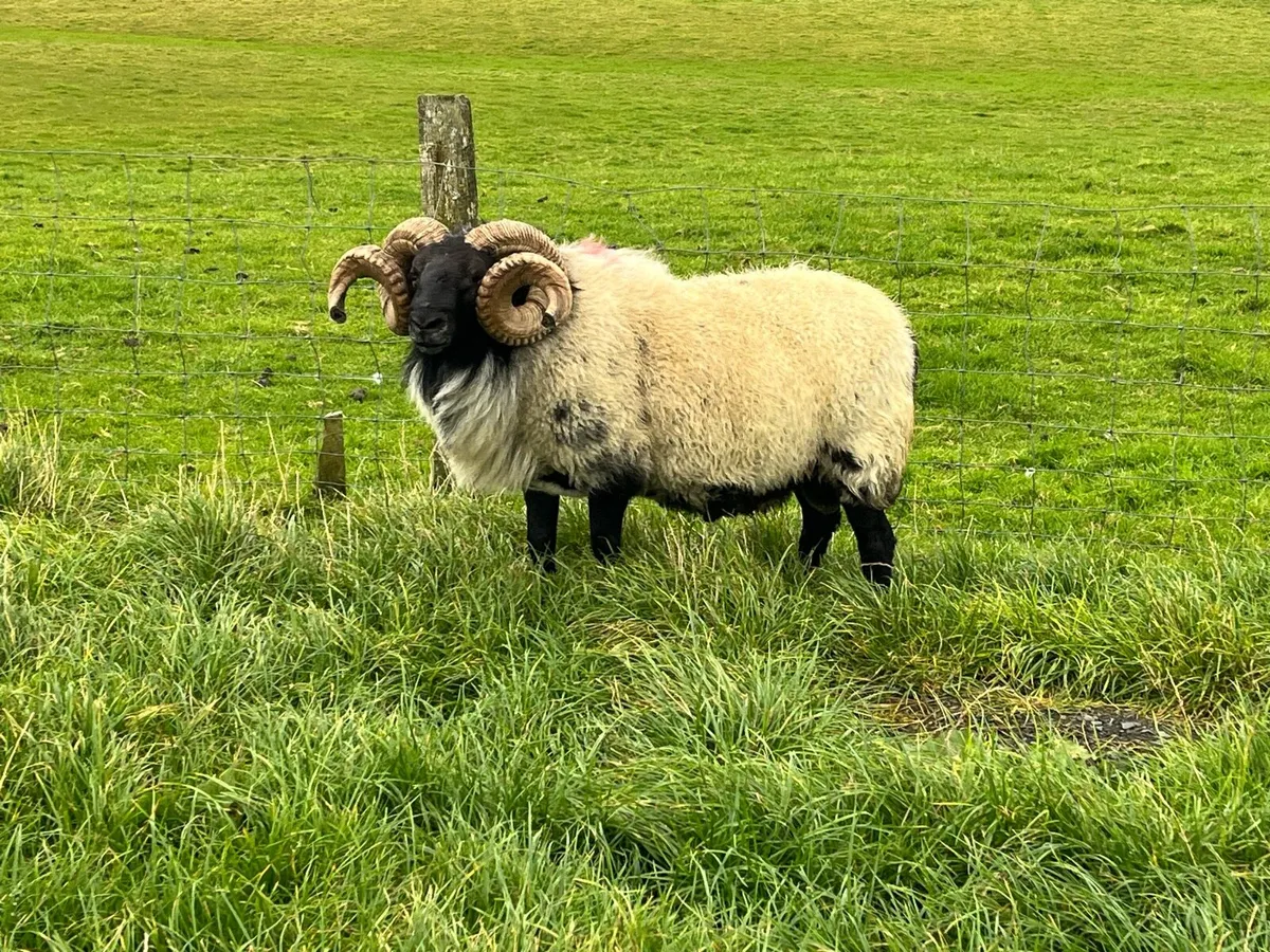 Mayo Mountain ram for sale - Image 3