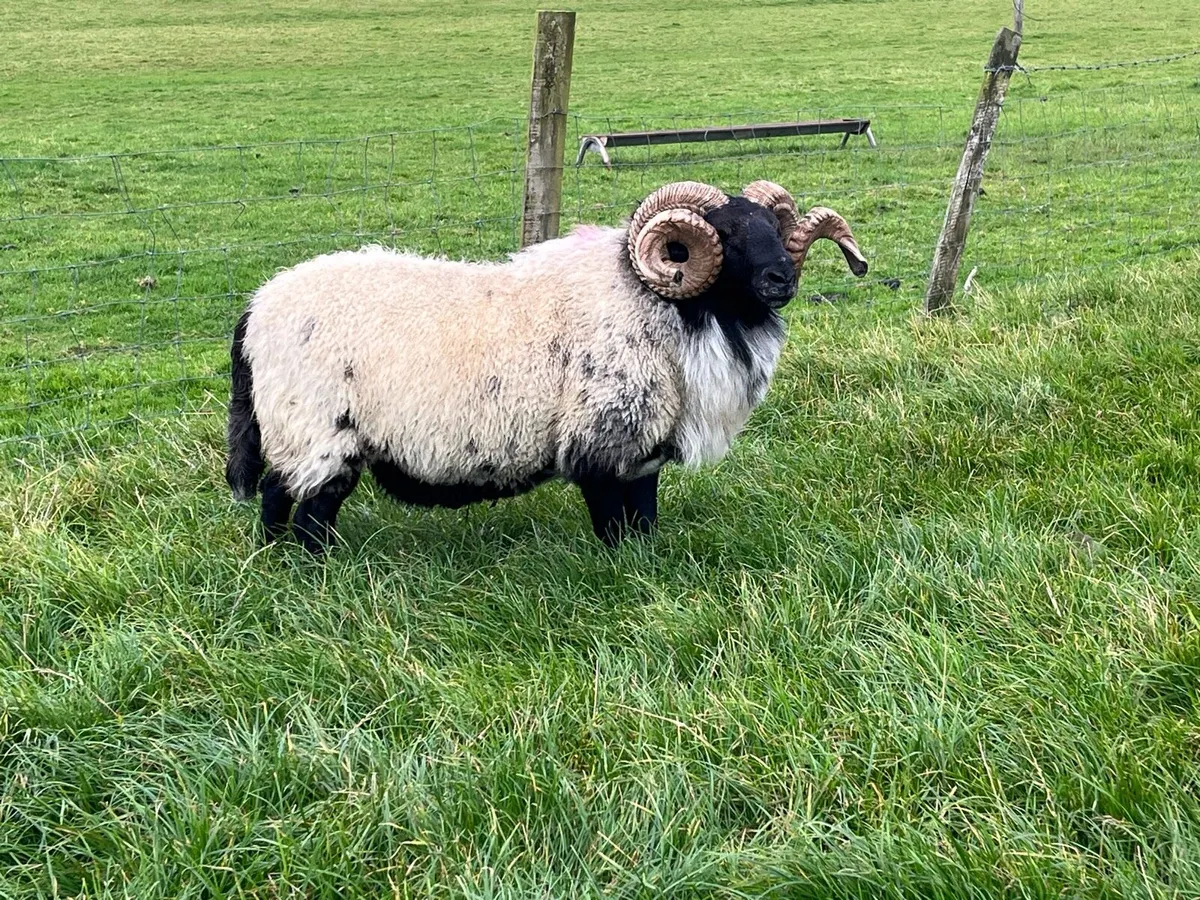 Mayo Mountain ram for sale - Image 2