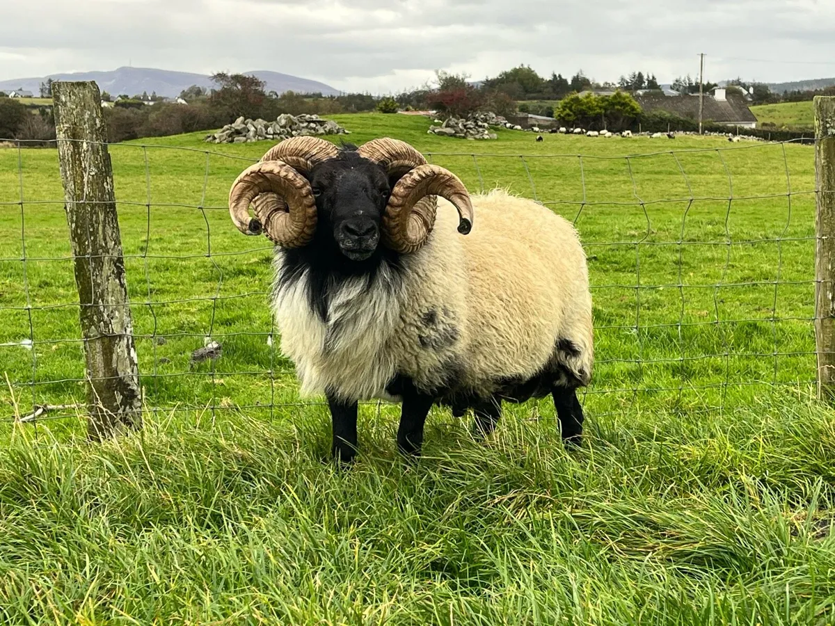 Mayo Mountain ram for sale - Image 4