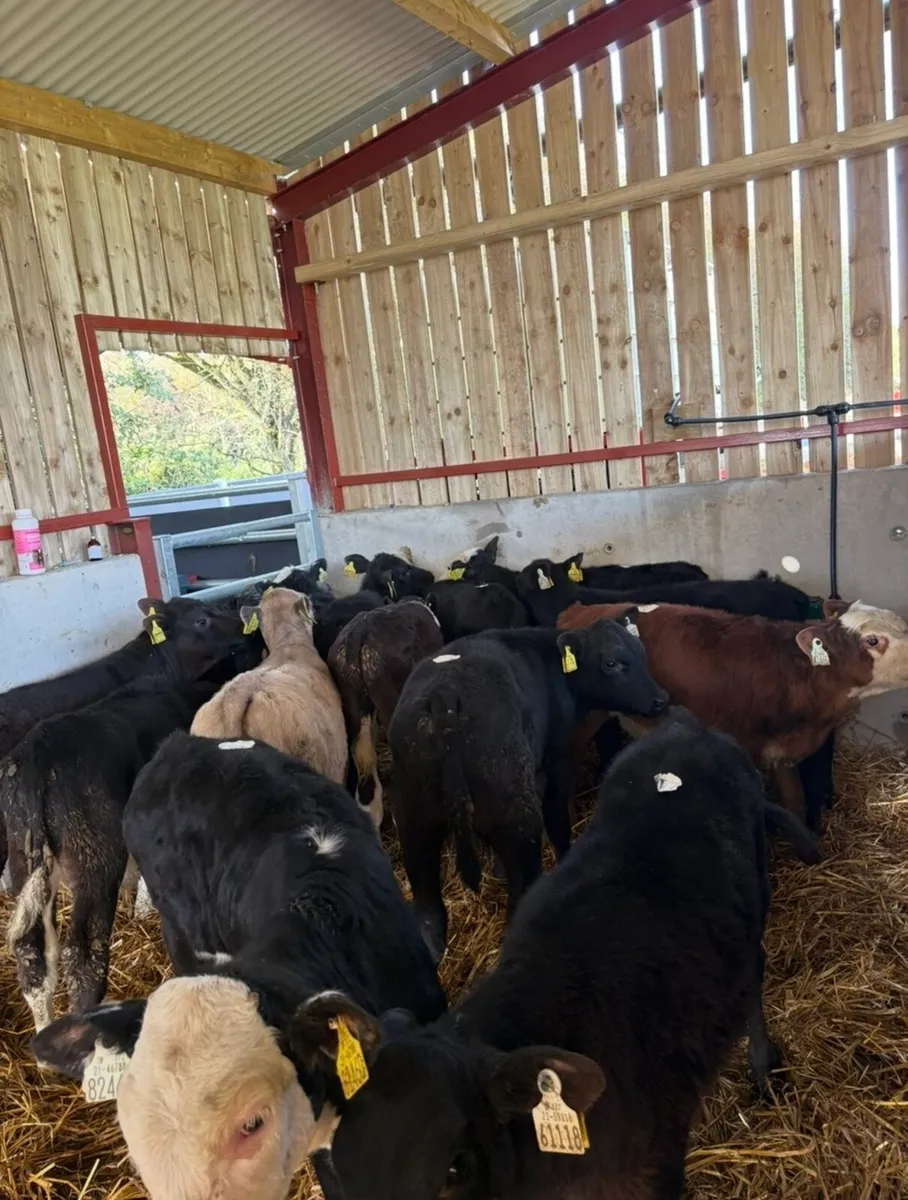 15 super runners for sale - Image 1