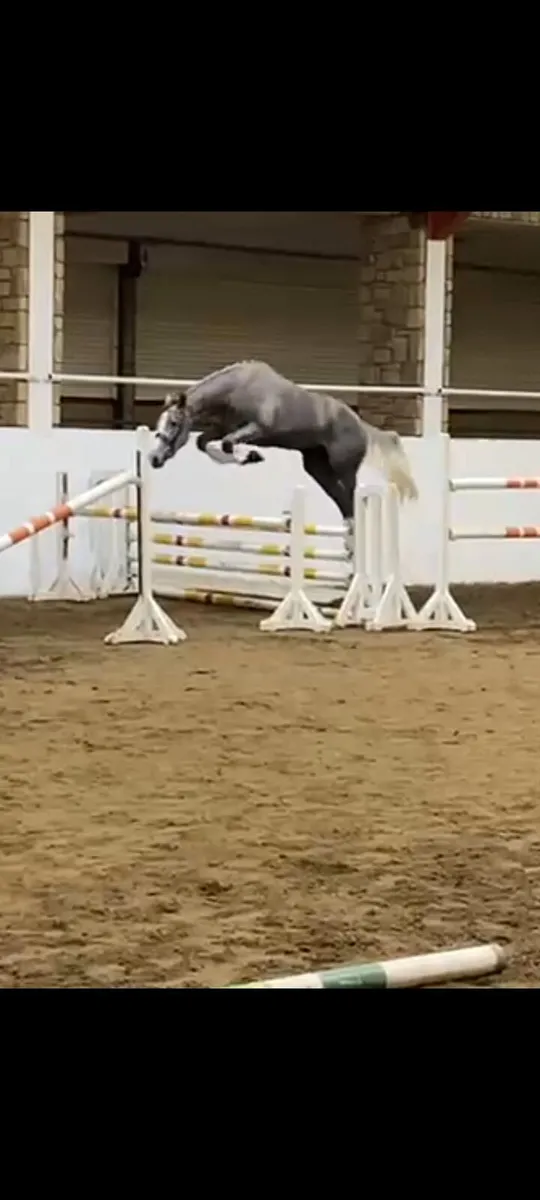 ID x ISH Grey Filly by 5* Womanizer Rising 4yo - Image 1