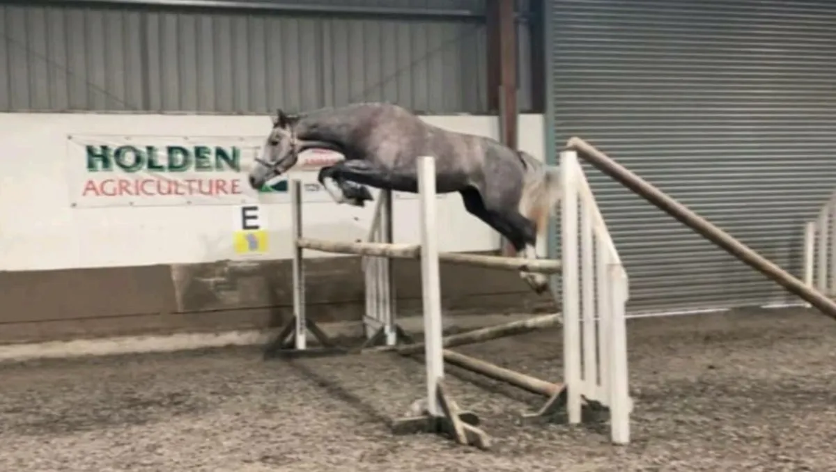 ID x ISH Grey Filly by 5* Womanizer Rising 4yo - Image 2