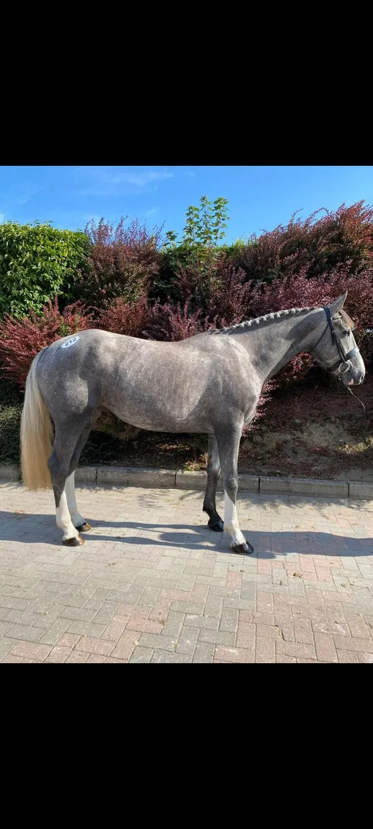 ID x ISH Grey Filly by 5* Womanizer Rising 4yo - Image 3