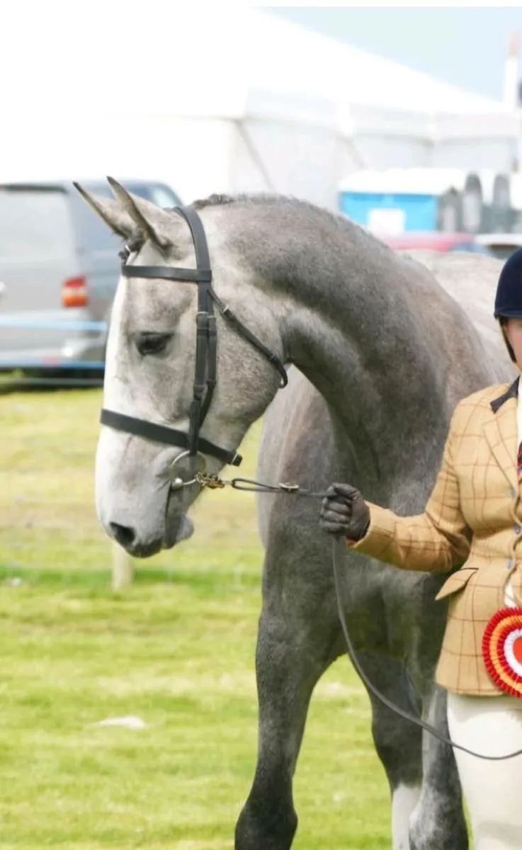 ID x ISH Grey Filly by 5* Womanizer Rising 4yo - Image 4