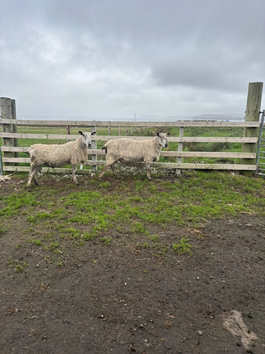 Sheep