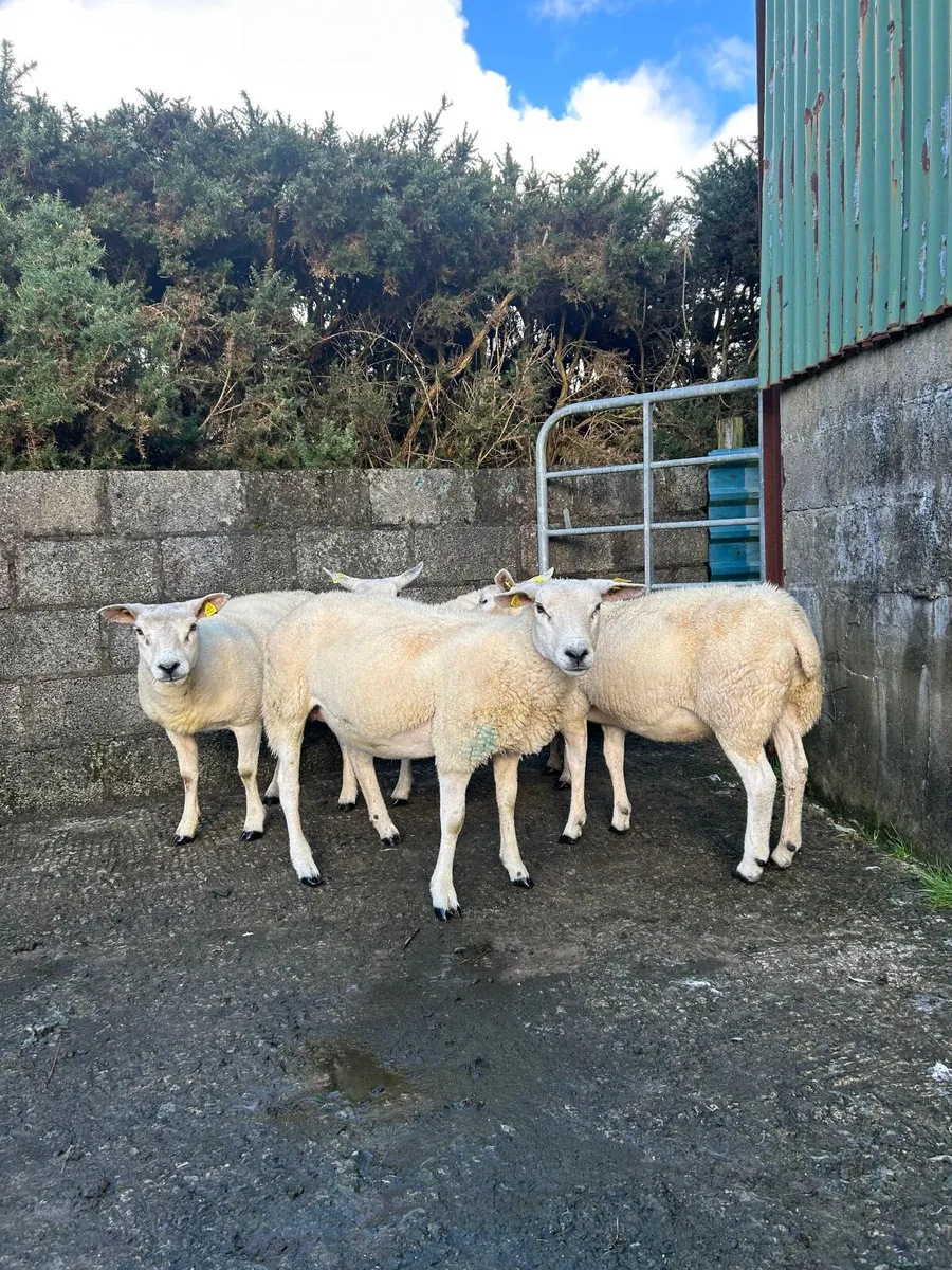 ⭐️PBR TEXEL HOGGOT EWES ⭐️ - Image 1
