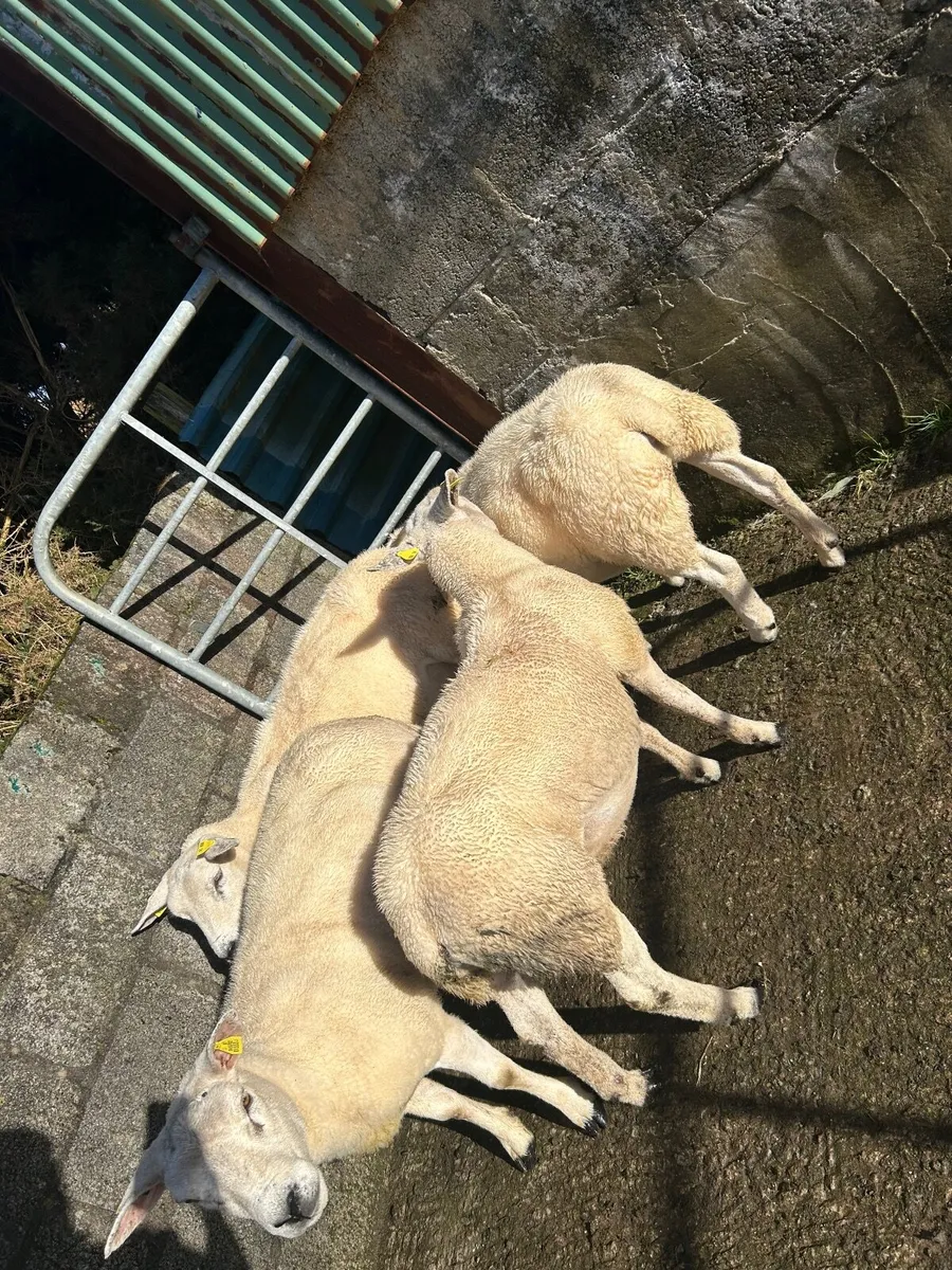 ⭐️PBR TEXEL HOGGOT EWES ⭐️ - Image 2