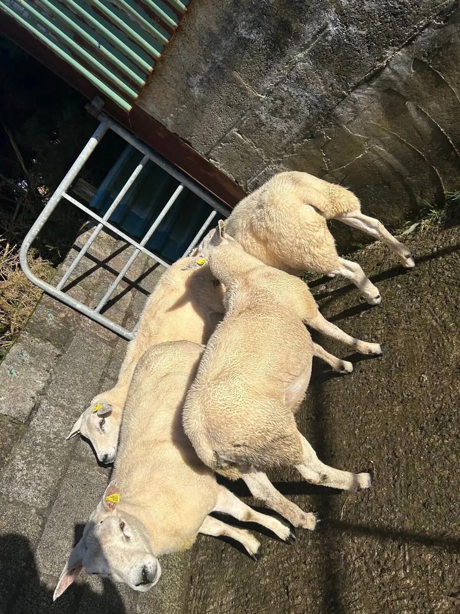 ⭐️PBR TEXEL HOGGOT EWES ⭐️ - Image 3