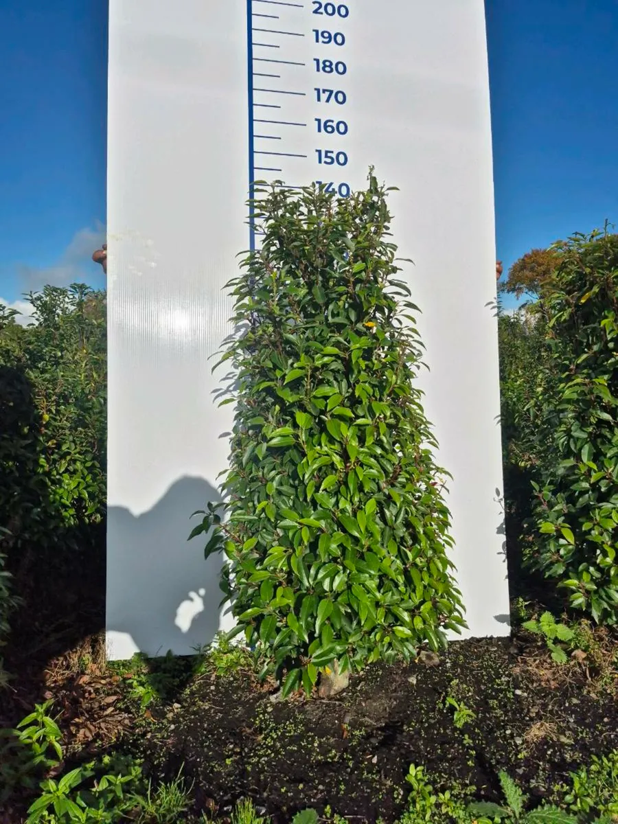 Portuguese laurel hedging - Image 1
