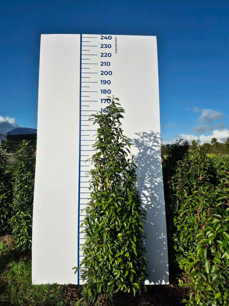 Portuguese laurel hedging - Image 2