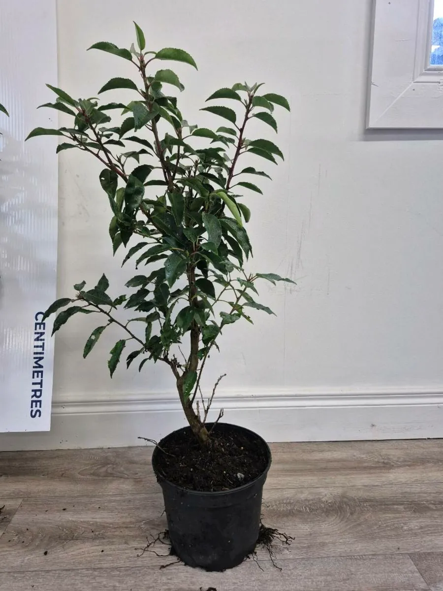 Portuguese laurel hedging - Image 4