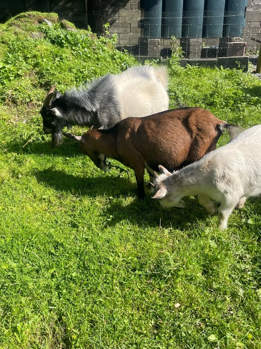 Pygmy goats kid and mother - Image 1