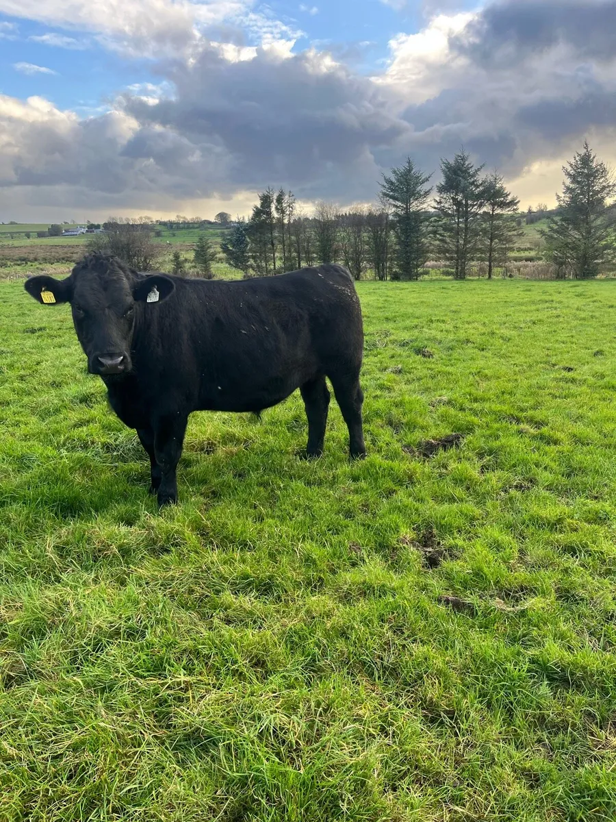 8 Aberdeen Angus Bullocks - Image 1