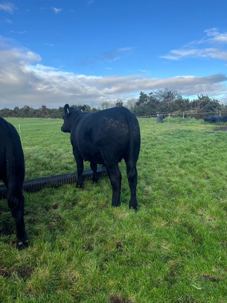 8 Aberdeen Angus Bullocks - Image 2