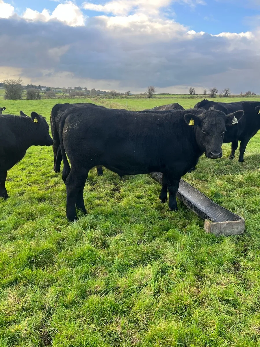 8 Aberdeen Angus Bullocks - Image 3