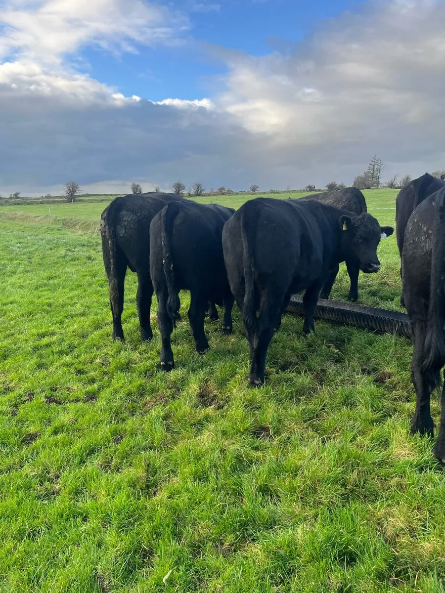 8 Aberdeen Angus Bullocks - Image 4