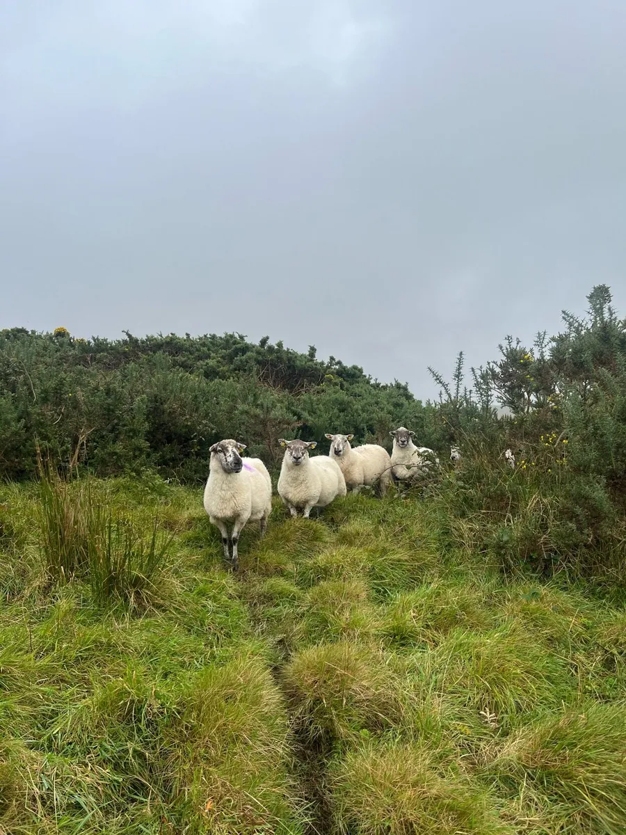 Crossbred Ewes - Image 1