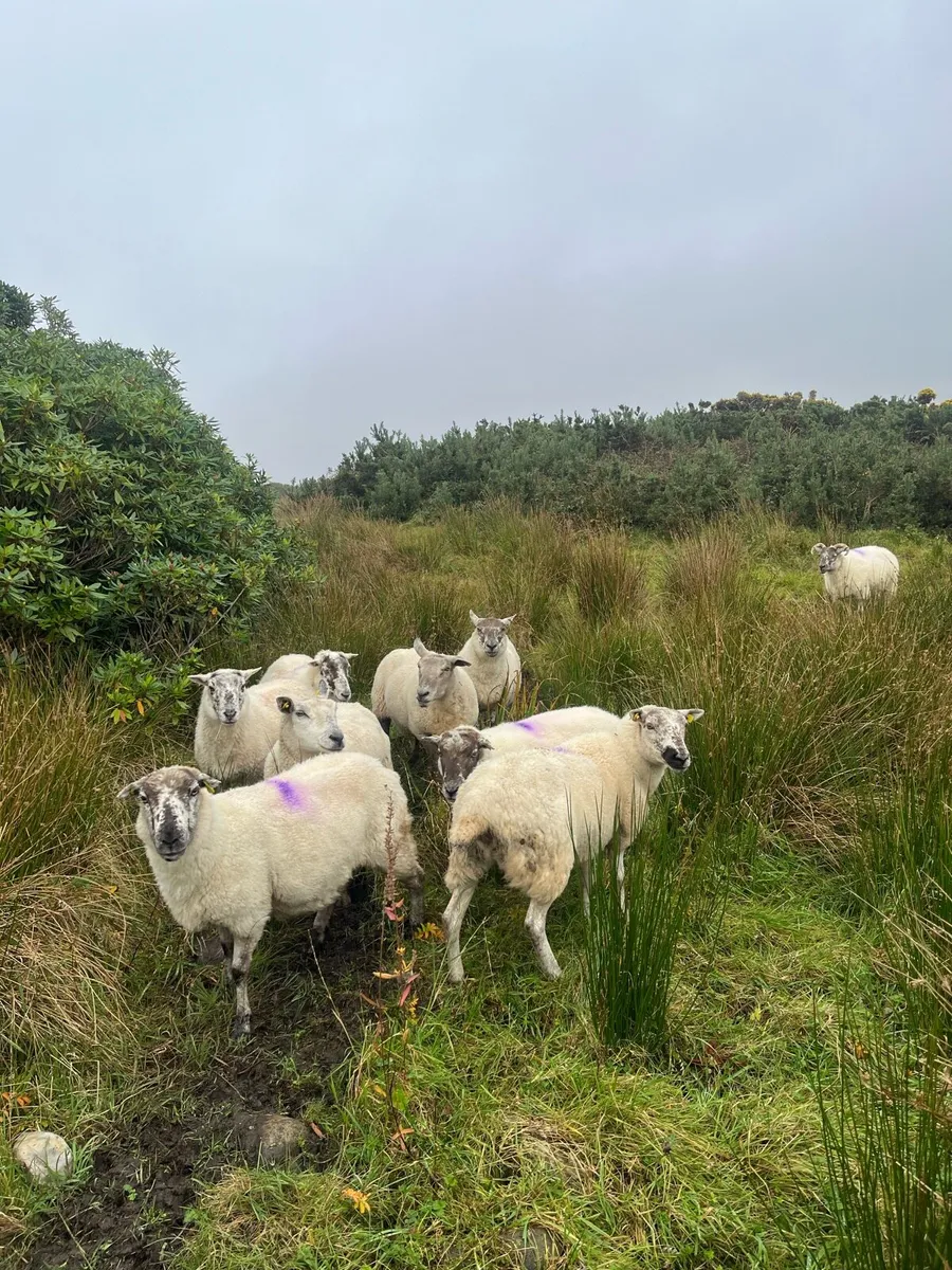 Crossbred Ewes - Image 2