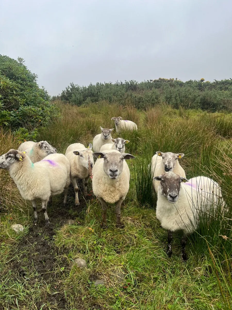 Crossbred Ewes - Image 3
