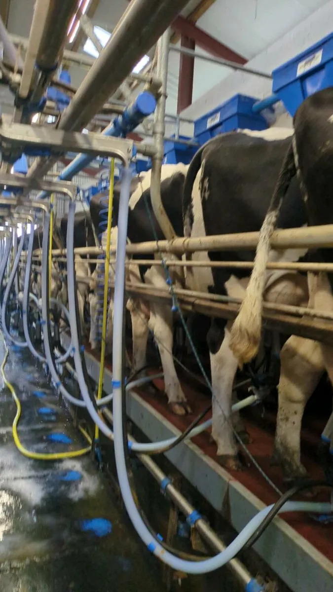 Empty young cows and late calvers - Image 1