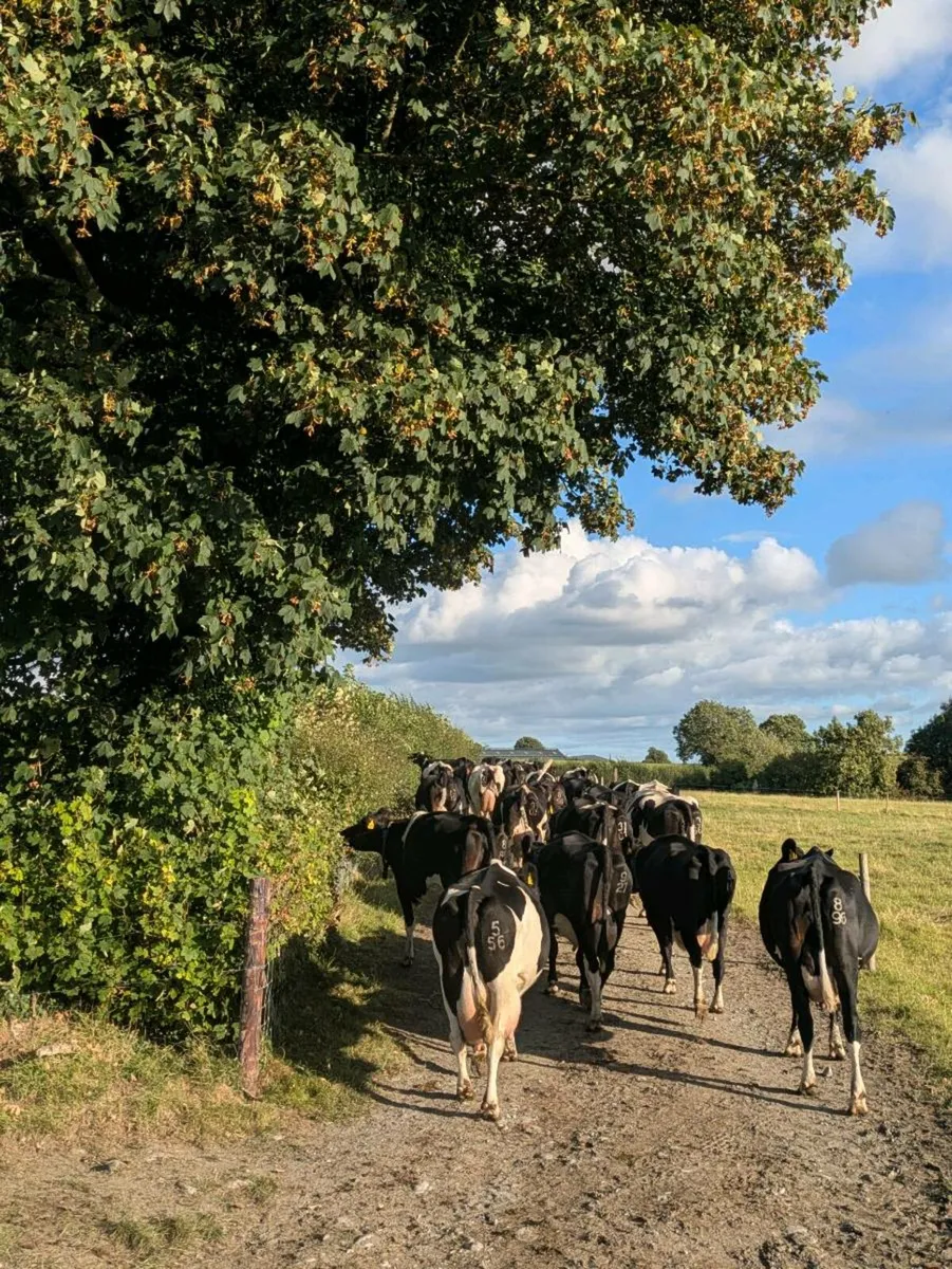 Empty young cows and late calvers - Image 2