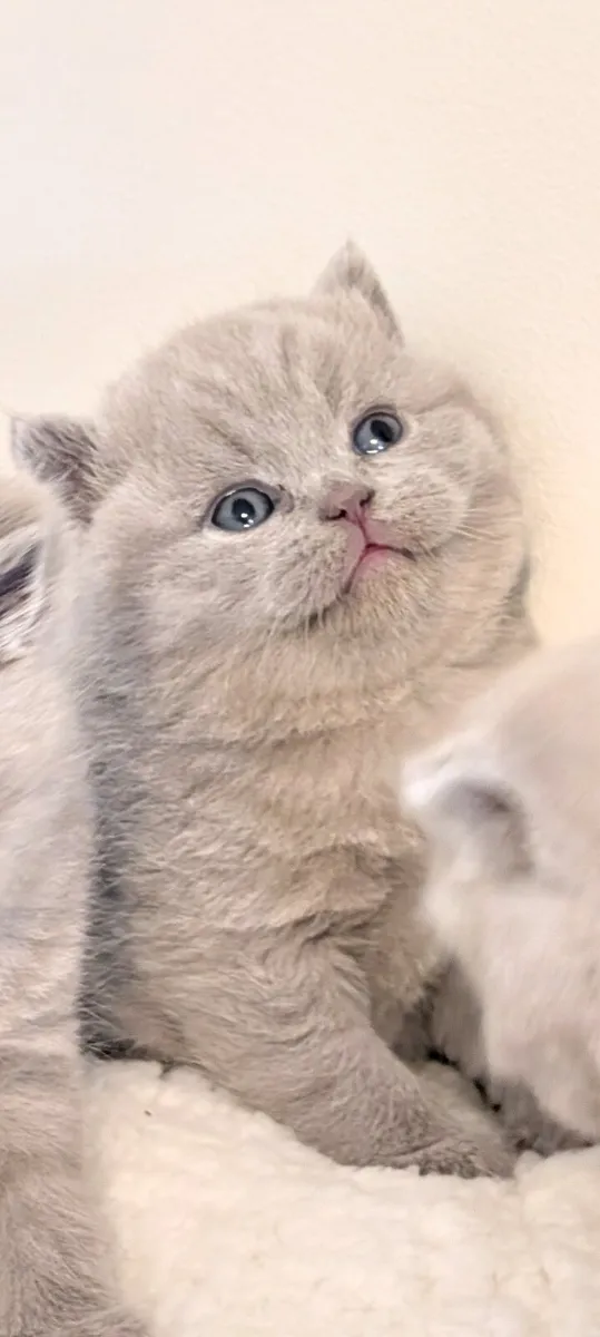 British shorthair kittens - Image 1